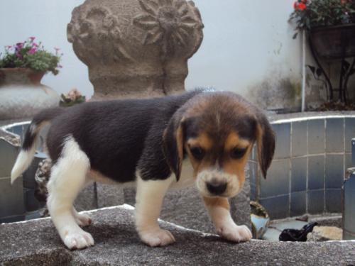 Vendo preciosa cachorrita Beagle hembrita de - Imagen 1