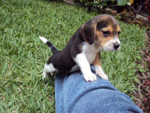 Vendo preciosa cachorrita Beagle hembrita de - Imagen 2