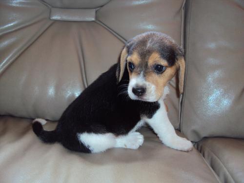 Vendo preciosa cachorrita Beagle hembrita de - Imagen 3