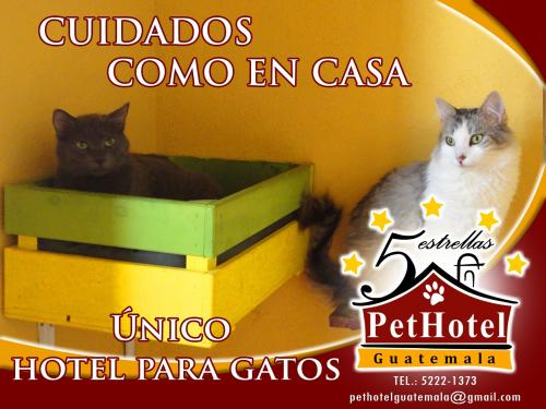 Pet Hotel es el primer Hotel para gatos de Gu - Imagen 1