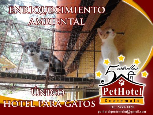 Pet Hotel es el primer Hotel para gatos de Gu - Imagen 2