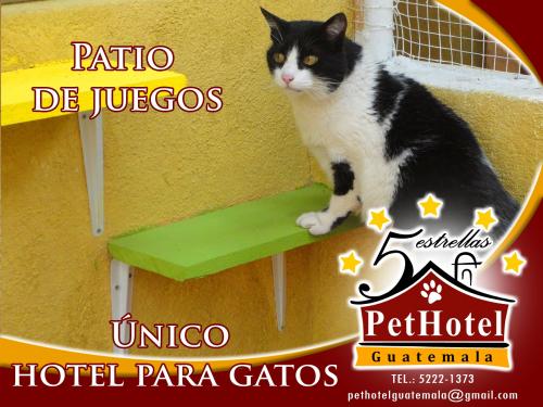 Pet Hotel es el primer Hotel para gatos de Gu - Imagen 3