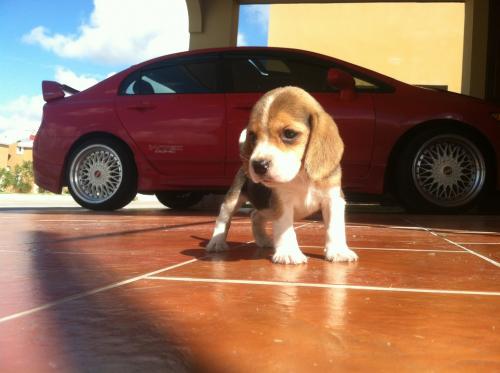 Últimos 3 Hermosos Beagle en venta Tienen - Imagen 1