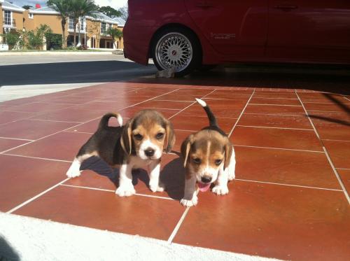 Últimos 3 Hermosos Beagle en venta Tienen - Imagen 2