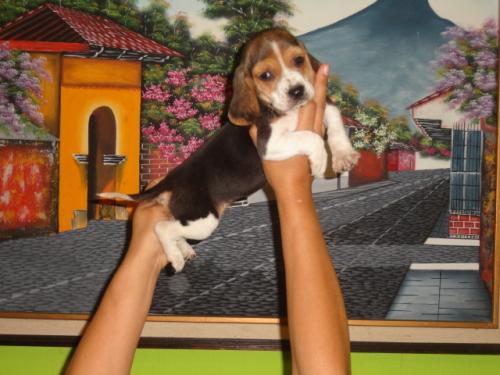 beagle tri color vacunados y desparacitados - Imagen 1