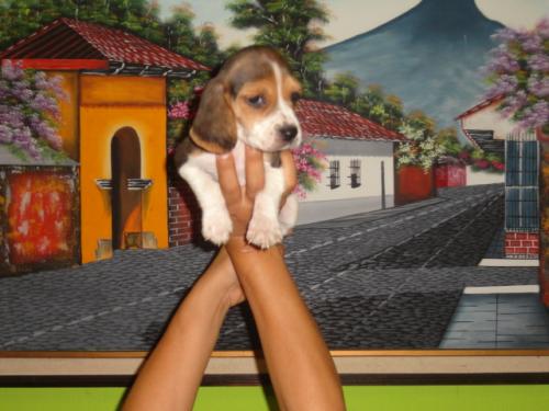 beagle tri color vacunados y desparacitados - Imagen 2