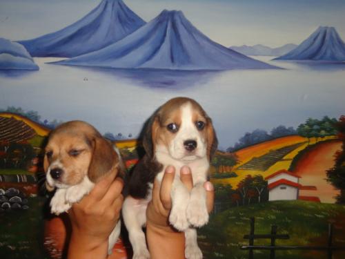 beagle tri color vacunados y desparacitados - Imagen 3