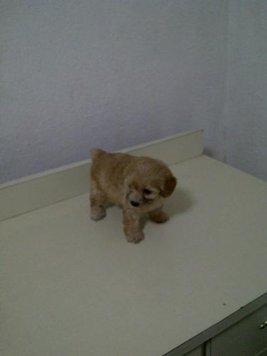 Vendo precioso perrito Frenchito Poodle Minit - Imagen 1