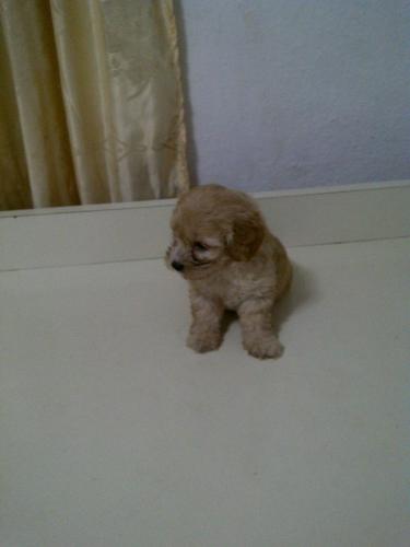 Vendo precioso perrito Frenchito Poodle Minit - Imagen 2