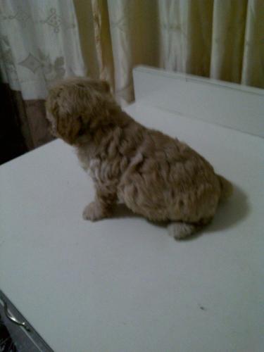 Vendo precioso perrito Frenchito Poodle Minit - Imagen 3