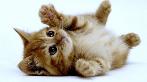 venta de un hermoso gatito jugueton cariños - Imagen 1