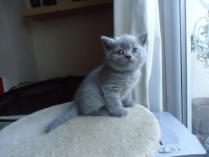Regalo britnico gatitos lindos Azul Pelo Co - Imagen 1