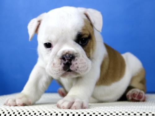 Hermosos Perritos de Bulldog Ingles para adop - Imagen 1