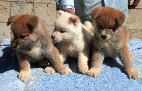 Vendo cachorros akita inu vacunados y despara - Imagen 2