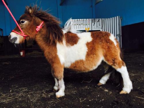disponibles un mini pony  2 pony standart   - Imagen 1