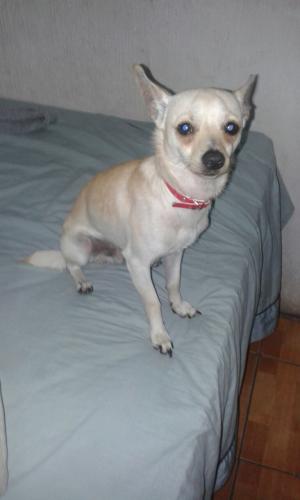 Chihuahua blanco macho de 1 año de edad  En - Imagen 2