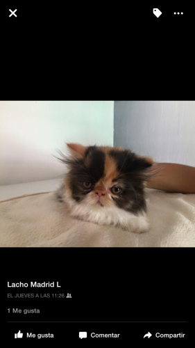 gato persa de dos meses de edad preciosa pad - Imagen 1