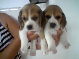 beagle mahos y hembras registro de acangu - Imagen 2
