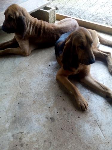 Venta de perros de cacería de raza bloodhoun - Imagen 1