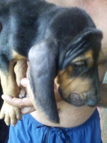 Venta de perros de cacería de raza bloodhoun - Imagen 3