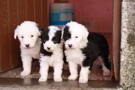 ya a la venta lindos cachorros de la raza vi - Imagen 1