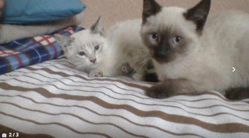 gata y gato siames dos meses vacunados y desp - Imagen 1