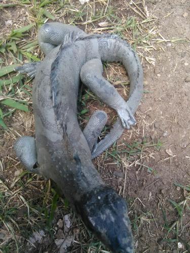 Vendo iguana disecada de unos 35 metros inter - Imagen 3