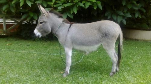 disponible burro enano hembra de 2 aÑos edad - Imagen 1
