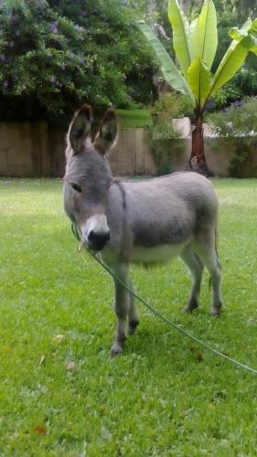 disponible burro enano hembra de 2 aÑos edad - Imagen 2
