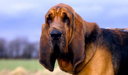 remato bloodhound hembra 6 meses y medio de e - Imagen 2
