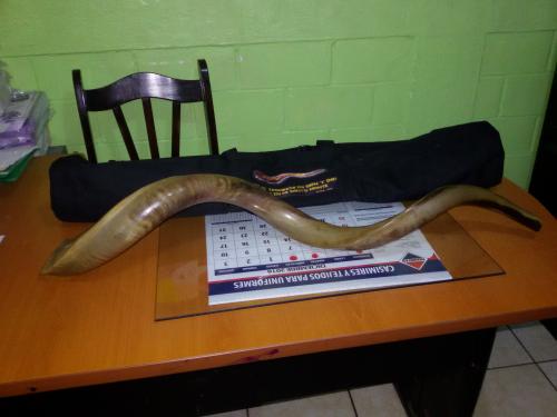 Vendo shofar grande con funda Q300000 precio - Imagen 1