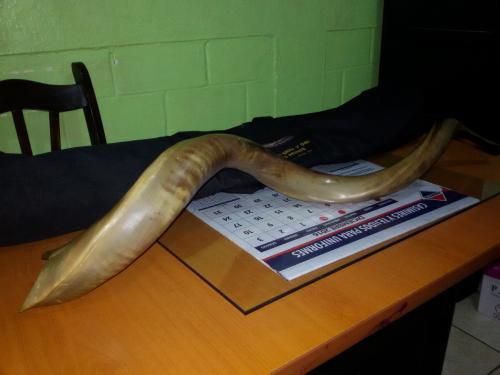 Vendo shofar grande con funda Q300000 precio - Imagen 2