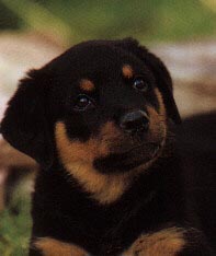Perro de raza doberman color negro con mancha - Imagen 1