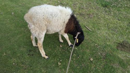 dorper ovejo racero para cruce de engorde tra - Imagen 2