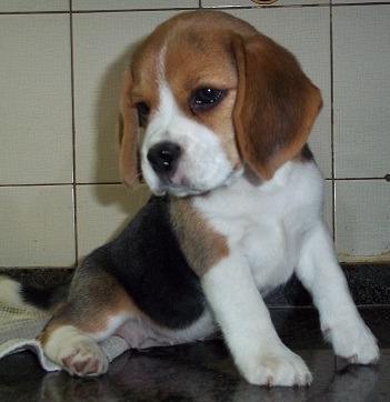 beagle dos meses vacunados y desparacitados - Imagen 2