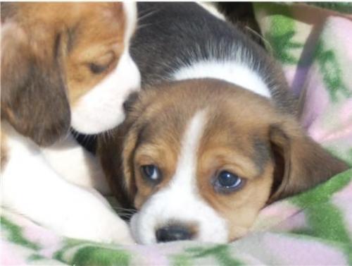 beagle dos meses vacunados y desparacitados - Imagen 3