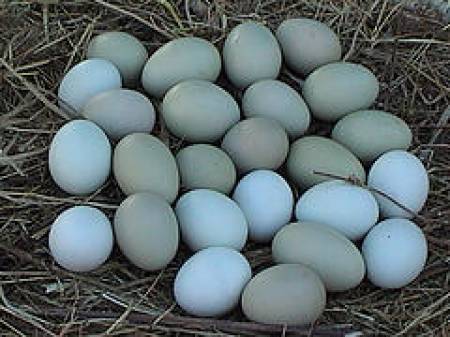 Compro Gallina Mapuche (Araucana) O huevos ta - Imagen 2