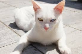 vendo un gatito blanco de 6 meses de nacido p - Imagen 1
