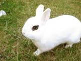 vendo un conejo de color gris y es muy bonito - Imagen 1