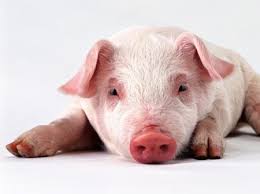 Tenemos venda de Cerdo a precios increíbles  - Imagen 2