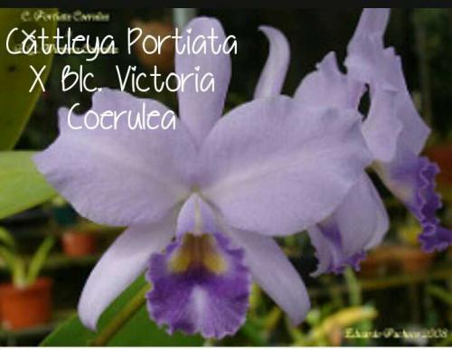 Hermosas orquídeas con flor y sin flor  Pre - Imagen 2