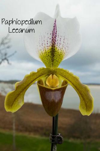 Hermosas orquídeas con flor y sin flor  Pre - Imagen 3