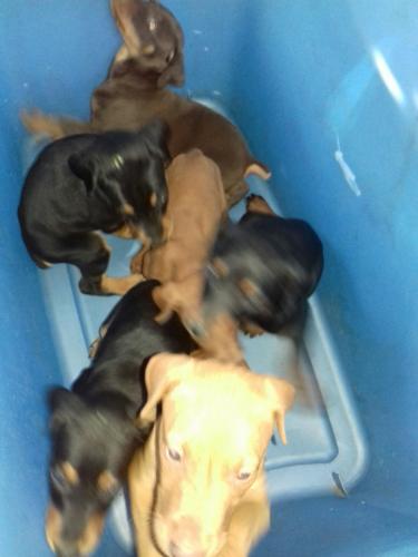 Hermosos perritos Doberman vacunados despar - Imagen 1