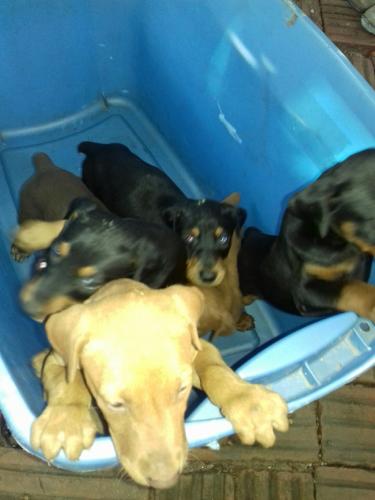 Hermosos perritos Doberman vacunados despar - Imagen 2
