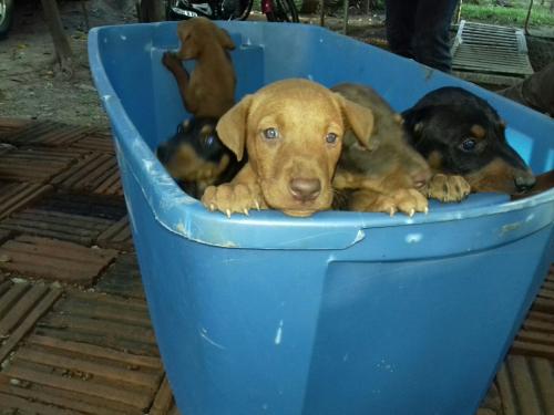 Hermosos perritos Doberman vacunados despar - Imagen 3