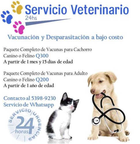 Servicio veterinario a domicilio  Consulta d - Imagen 1