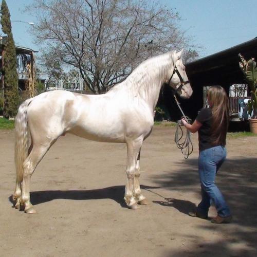 Se vende este hermoso caballo de cinco anos d - Imagen 1