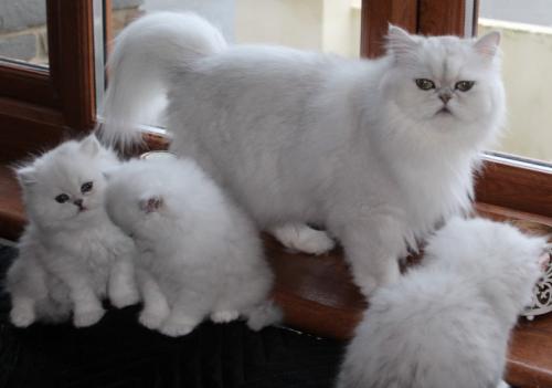 Fantsticos gatitos persas listos para parti - Imagen 1