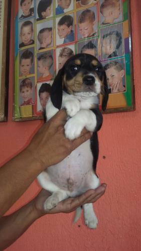 Bonitos cachorritos beagle nacieron el 14 de  - Imagen 3