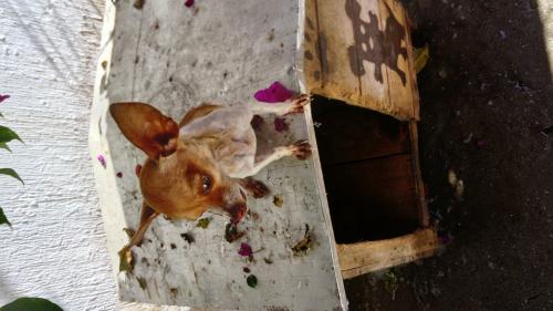 Vendo Chihuahua cabeza de venado hembra de 1  - Imagen 1